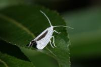 Yponomeuta evonymella