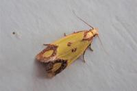 Agapeta zoegana