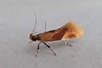 Epicallima formosella