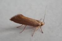 Crassa unitella