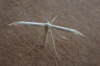 Adaina microdactyla