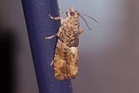 Eudemis profundana