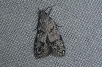 Symmoca signatella