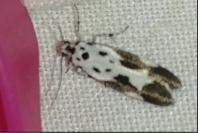 Ethmia quadrillella