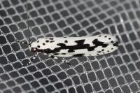 Ethmia pusiella/candidella