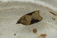 Acleris laterana