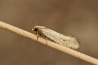 Myrmecozela ataxella
