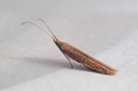 Coleophora