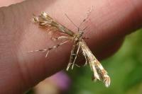 Oxyptilus
