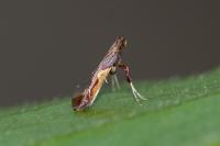 Caloptilia