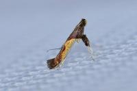Caloptilia