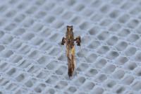 Caloptilia