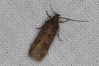 Chionodes distinctella