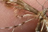 Oxyptilus