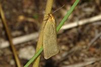 Zelotherses