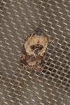 Acleris variegana