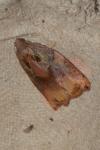 Archips podana