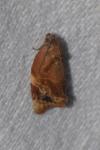 Ditula angustiorana