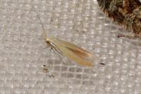 Coleophora congeriella