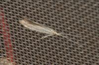 Coleophora follicularis