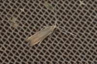 Coleophora glaucicolella