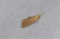 Crassa tinctella