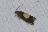 Pammene regiana