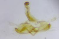 Coleophora congeriella
