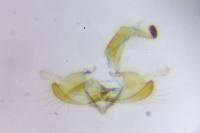 Coleophora congeriella