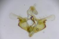 Coleophora follicularis