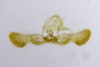 Pammene regiana