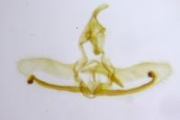 Cnephasia stephensiana