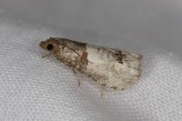 Notocelia roborana