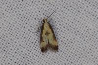 Brachmia dimidiella