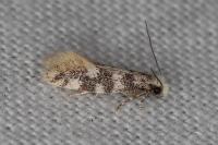 Infurcitinea