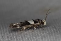 Recurvaria leucatella