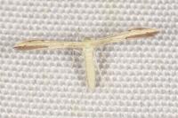 Adaina microdactyla