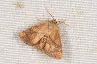 Apoda limacodes