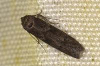 Blastobasis glandulella