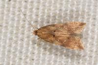Brachmia blandella