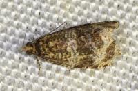 Celypha lacunana