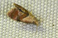 Cochylidia rupicola