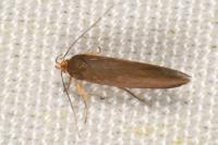 Crassa unitella