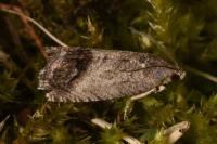 Cydia splendana