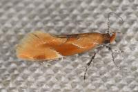 Epicallima formosella