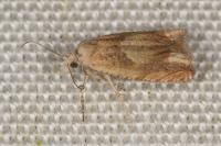 Eucosma conterminana