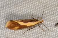 Harpella forficella