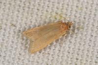 Helcystogramma rufescens