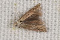 Isophrictis striatella