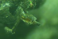 Blastobasis glandulella